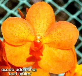 foto/photo: Carlos Gouveia