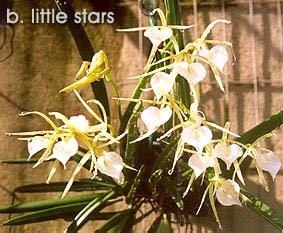 Foto/Photo: Carlos Gouveia