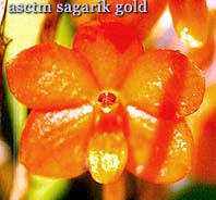 foto/photo: Carlos Gouveia