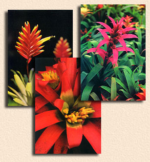 cartões postais sobre bromélias