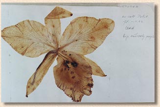 photo/foto: Sergio Araujo