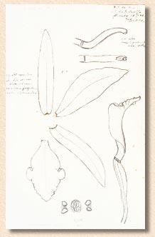 photo/foto: Sergio Araujo