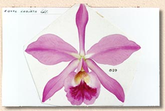 photo/foto: Sergio Araujo