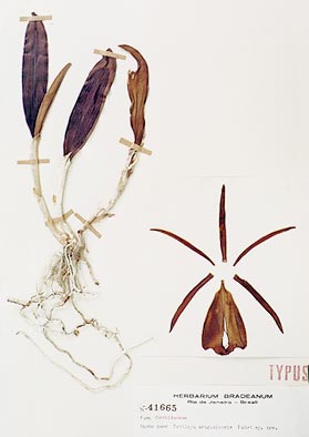 photo/foto: Sergio Araujo