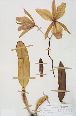 photo/foto: Sergio Araujo