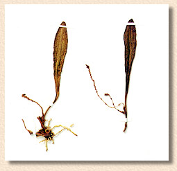 photo/foto: Sergio Araujo