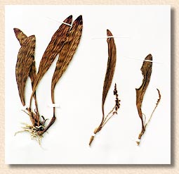 photo/foto: Sergio Araujo