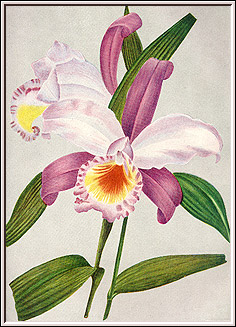 Ilustração: Iconografia de Orchidáceas Brasileiras