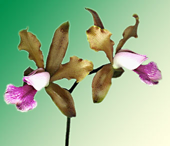 Cattleya tenuis - foto/photo: M.A.Campacci