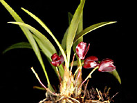 Maxillaria schunkeana - Photo: M.A.Campacci