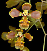 Oncidium pabstii - Photo: M.A.Campacci