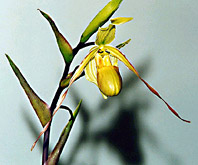 Phragmipedium chapadense - Photo/foto:  Roberto Takase