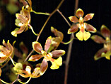 Oncidium schunkeanum - Photo: M.A.Campacci
