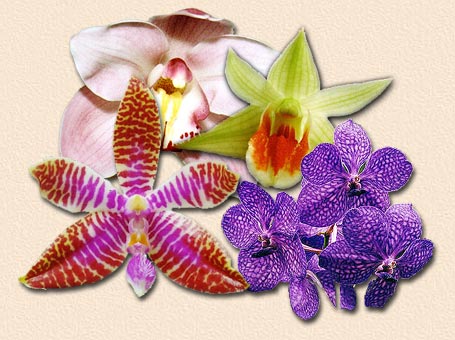 Foto e composição / Photo and composition : Sergio Araujo