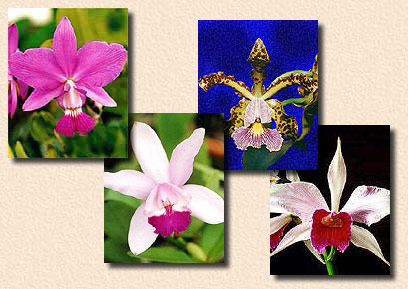 Foto e composição / Photo and composition : Sergio Araujo