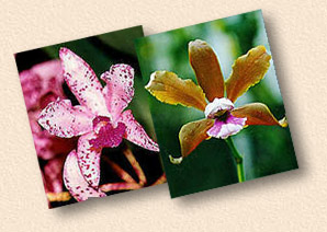 Fotos/Photos: Sergio Araujo