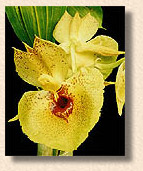 Catasetum - foto/photo: Sergio Araujo