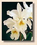 C. labiata- foto/photo:Sergio Araujo