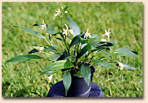 photo/foto:Lou Menezes