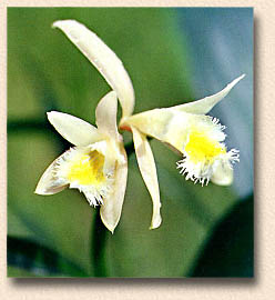 foot/photo: Lou Menezes