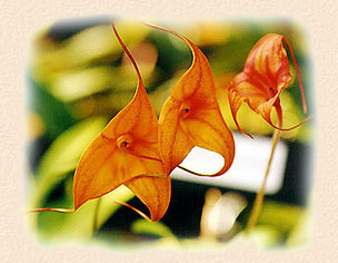 Masdevallia Kimballiana 