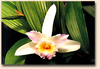 Foto/Photo: Sergio Araujo