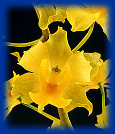 Cyrtopodium polyphyllum. Foto/photo: Sergio Araujo