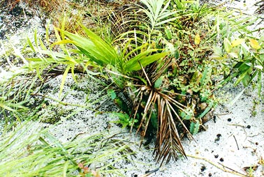 Foto/photo:Sergio Araujo