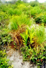 Foto/photo:Sergio Araujo