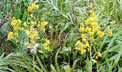 Foto/photo:Sergio Araujo