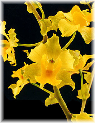 Cyrtopodium polyphyllum. Foto/photo: Sergio Araujo