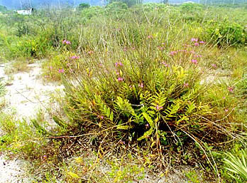 Foto/photo:Sergio Araujo