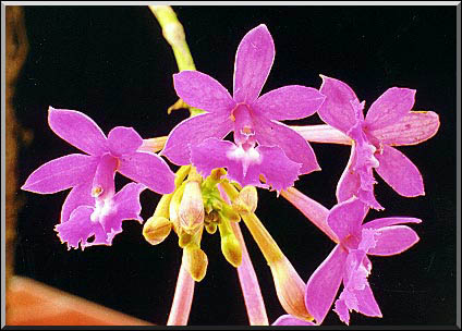 Epidendrum denticulatum. Foto/photo:Sergio Araujo