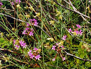 Foto/photo:Sergio Araujo