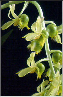 Catasetum  gardneri. Foto/photo:Sergio Araujo