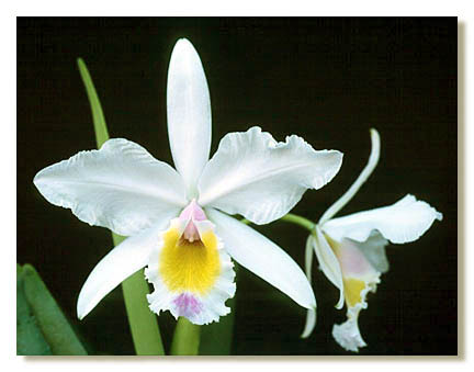 Cattleya eldorado. Foto/photo: Kleber Lacerda