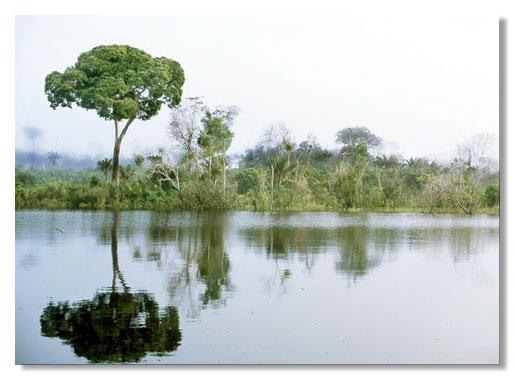 Floresta de igapó. Foto/photo:Kleber Lacerda