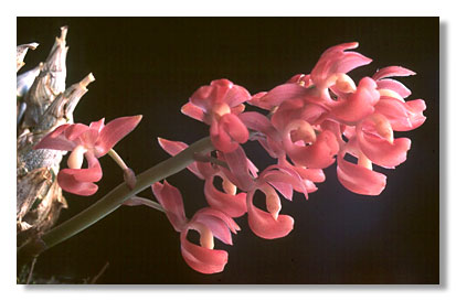 Mormodes issanense. Foto/photo: Kleber Lacerda