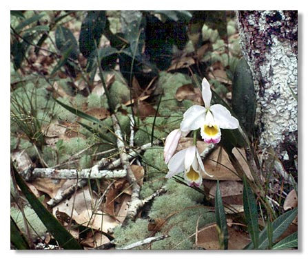 C. eldorado.Foto/photo: Kleber Lacerda