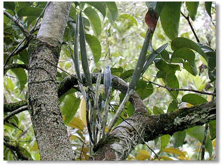 Bc rubyi. Foto/photo: Kleber Lacerda