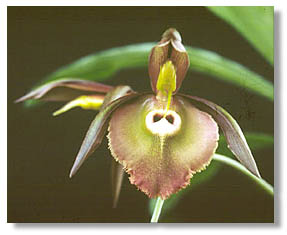 Catasetum incurvum. Foto/photo: Kleber Lacerda