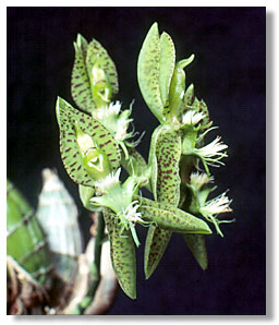 Catasetum rivularium. Foto/photo:Kleber Lacerda