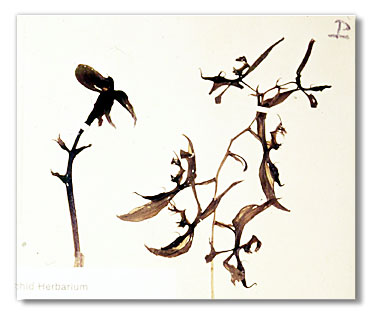 Catasetum randi (holotypus). 