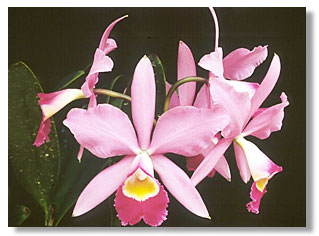 Cattleya X brymeriana. Foto/photo: Kleber Lacerda