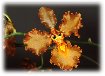 Photo/Foto: Coleção Carlos Eduardo