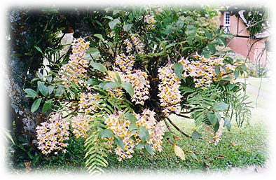 Callista densiflora (Wall) Brieg.