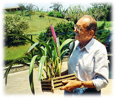 Arpophyllum spicatum