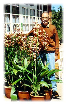 Phaius tankervilleae