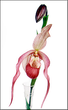 Phragmipedium x schroederae. Foto/Photo: F. Miranda