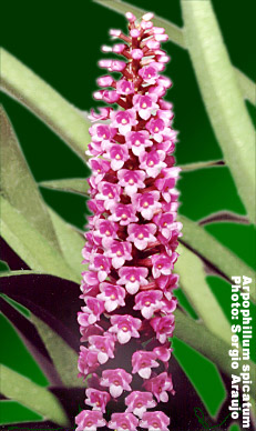 arpophyllum spicatum: Foto/Photo: Sergio Araujo